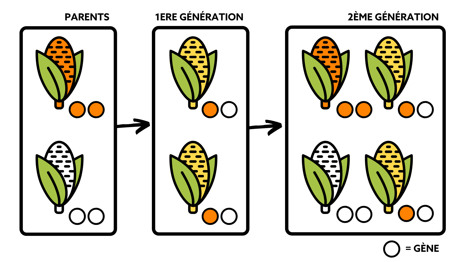 hybridation