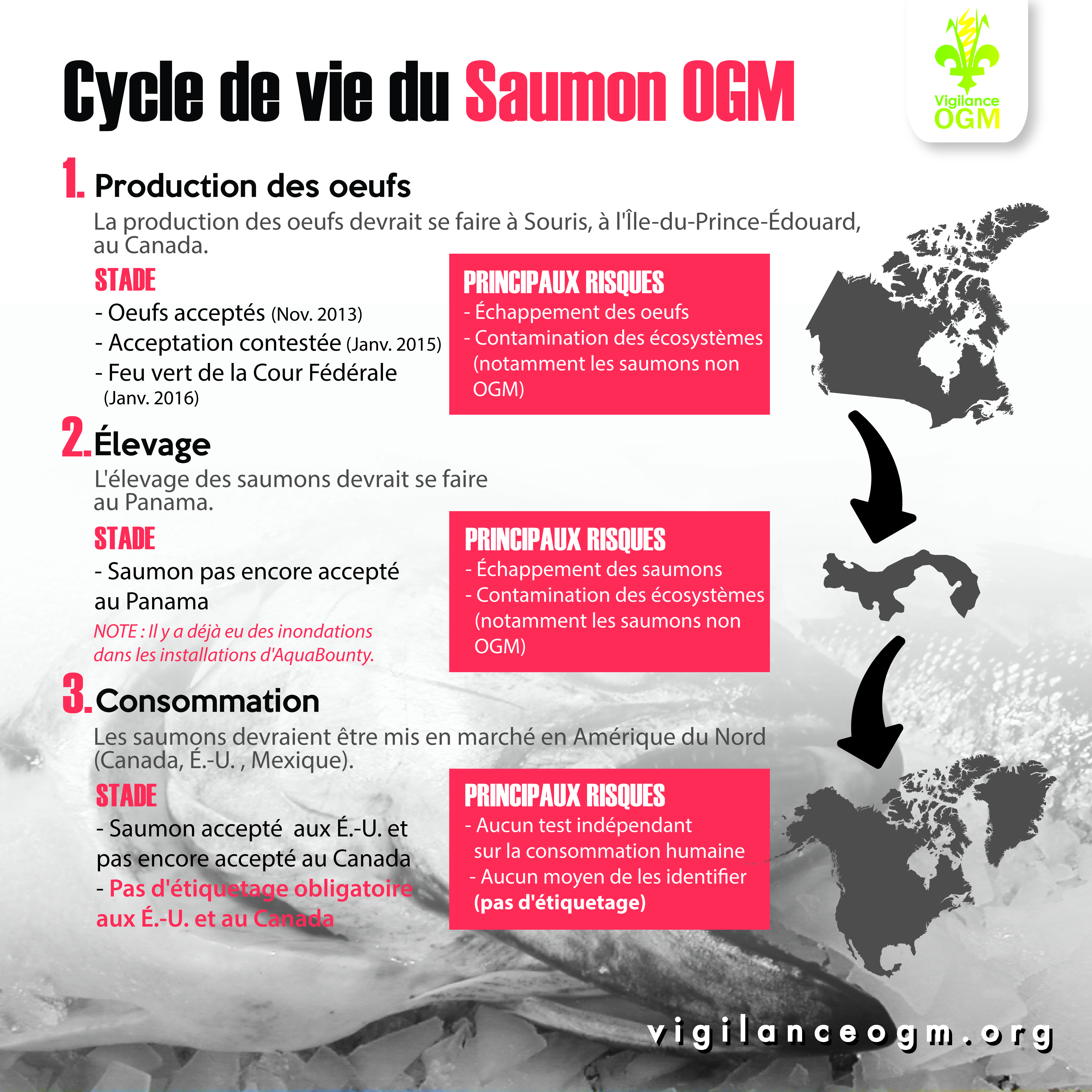 La production des oeufs de saumon OGM peut commencer