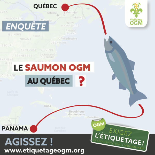 Vigilance OGM est inquiète du fait que le saumon génétiquement modifié (GM) puisse se retrouver sur le marché québécois. 