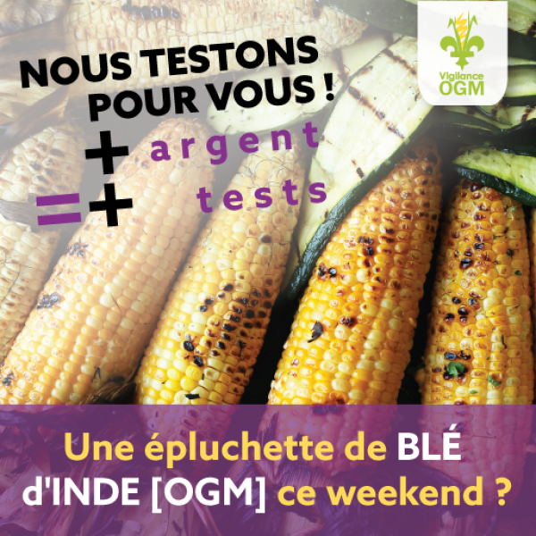 En attendant l’étiquetage des organismes génétiquement modifiés (OGM) au Québec, Vigilance OGM a décidé d’agir de nouveau en testant les épis de maïs dans les épiceries au Québec