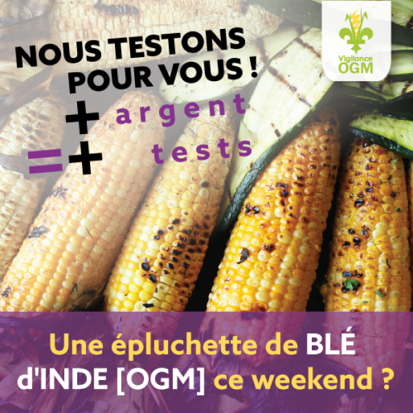 En attendant l’étiquetage des organismes génétiquement modifiés (OGM) au Québec, Vigilance OGM a décidé d’agir de nouveau en testant les épis de maïs dans les épiceries au Québec 
