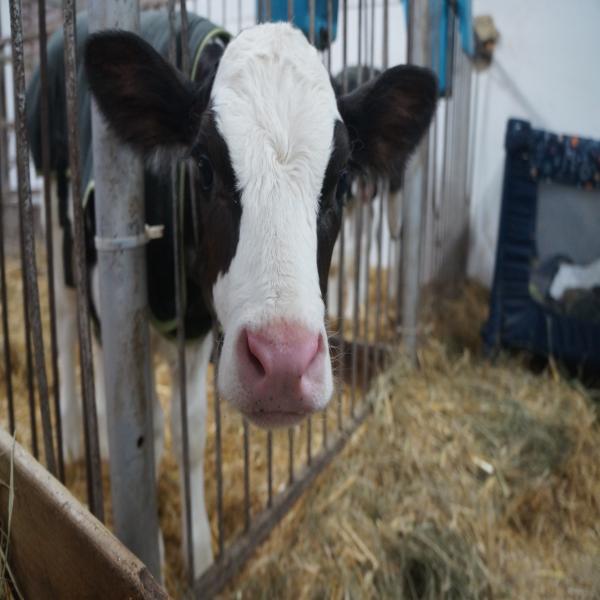 L'équipe de Vigilance OGM visite une ferme laitière sans OGM à Sorel , Québec.