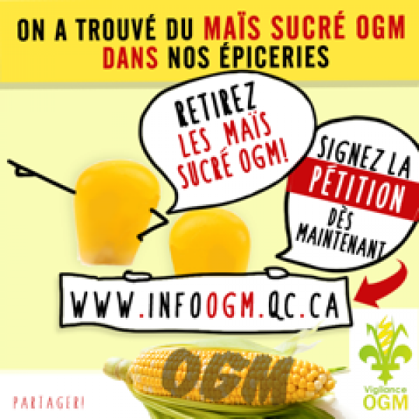 Du maïs sucré OGM découvert au Québec !
