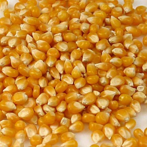 Plainte au MAPAQ concernant le maïs transgénique Bt