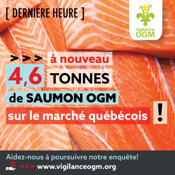 saumon OGM nouvel arrivage