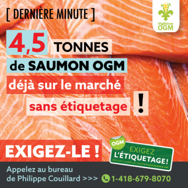 Dès aujourd’hui les Québécois et Canadiens risquent de retrouver du saumon génétiquement modifié (GM) dans leur assiette sans aucun moyen de le savoir.