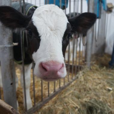 L'équipe de Vigilance OGM visite une ferme laitière sans OGM à Sorel , Québec.