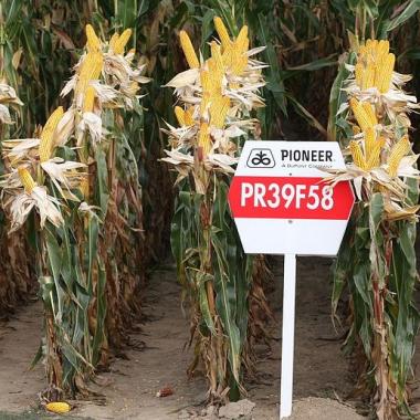 Un bilan du forum agriculture et OGM au Québec