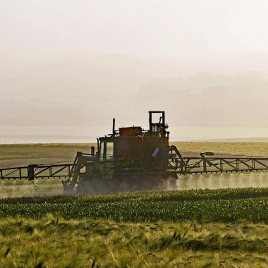Le Canada accepte les OGM résistant au 2,4‐D