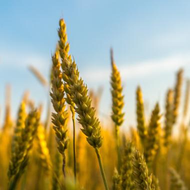 contamination blé OGM