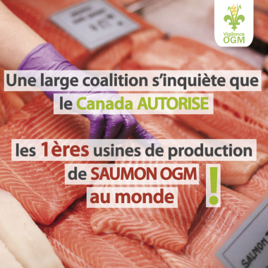 Large coalition inquiète production saumon OGM