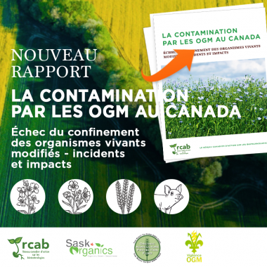 Rapport contamination OGM