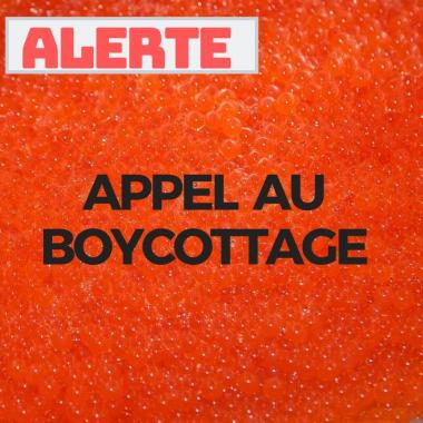 Appel au boycottage Aquabounty