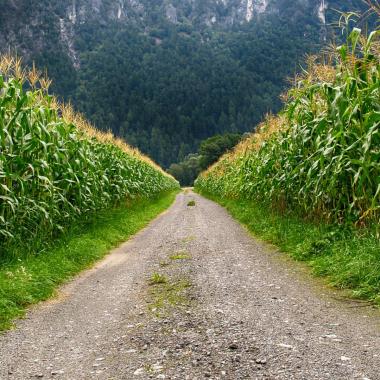chemin entouré de champs de maïs
