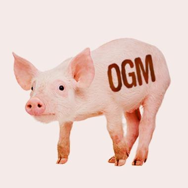 cochon taggué génétiquement modifié