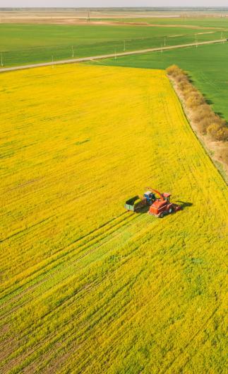 champ de canola OGM